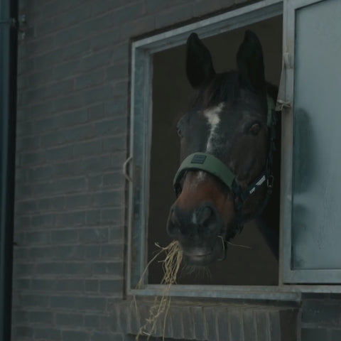 Letvægtsgrime til hest Halter 2.0 i Nordic Green – stabil og fleksibel