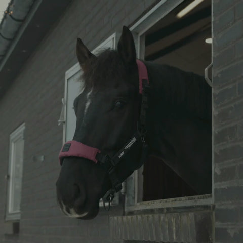 Letvægtsgrime til hest Halter 2.0 i Wild Plum – fleksibel og stabil